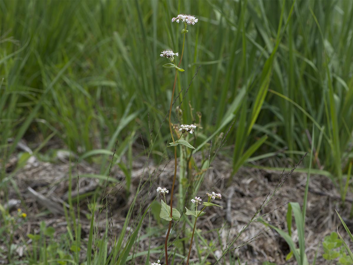 Fagopyrum esculentum